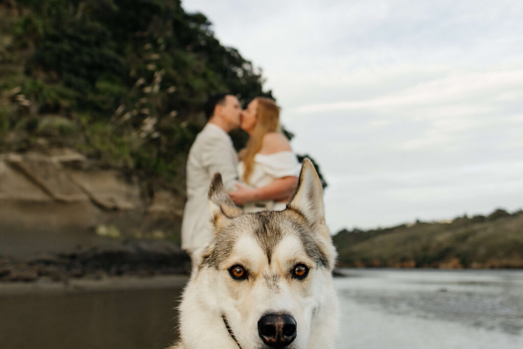 Engagement-photoshoot-with-dogs