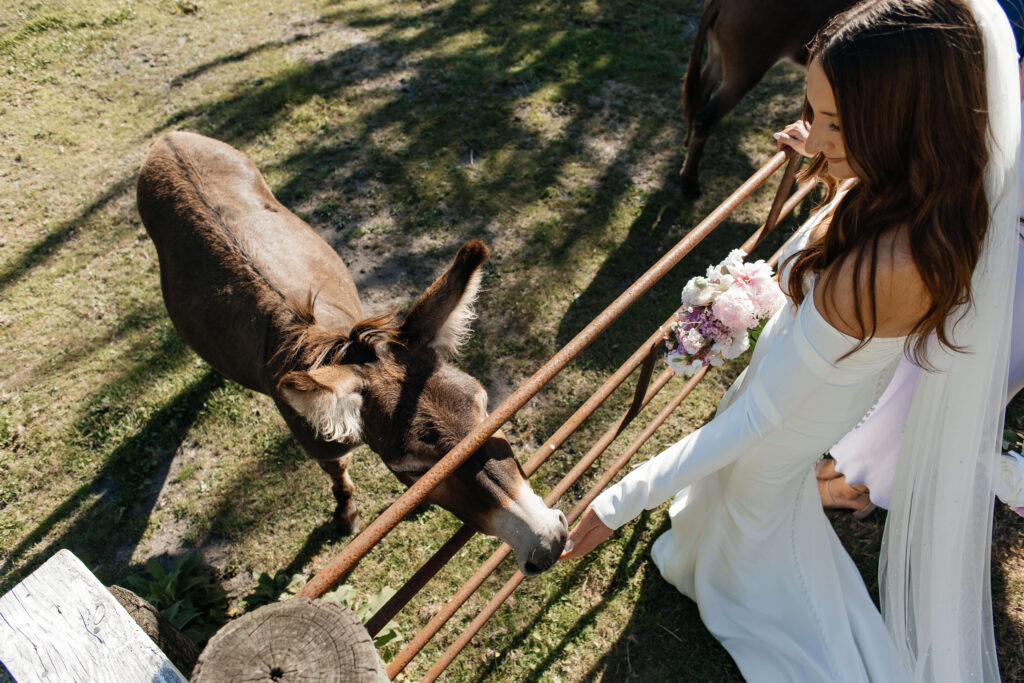 Bridal party celebrating with donkeys during Old Forest School wedding photos.